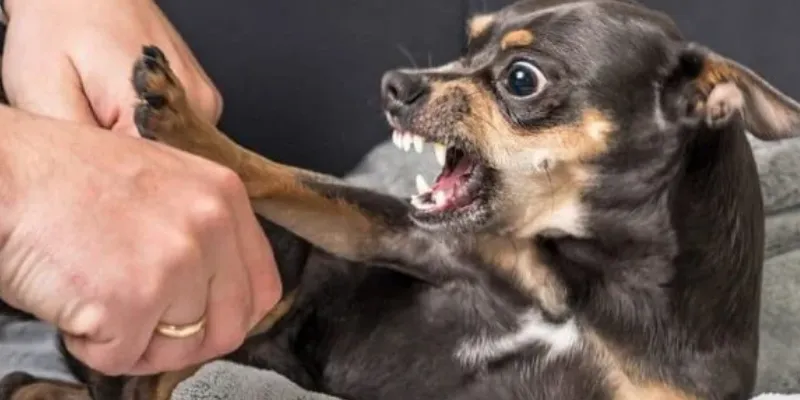 Nằm mơ thấy chó cắn, đánh con số nào để trúng lớn?