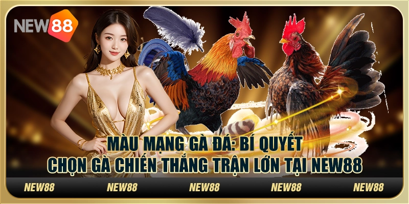 Màu mạng gà đá - Bí quyết chọn gà chiến thắng trận lớn tại New88