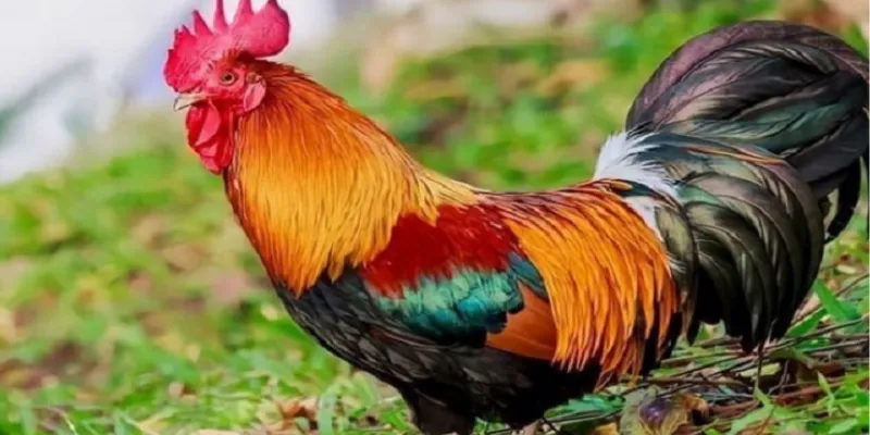 Tổng hợp các màu mạng gà đá thông dụng