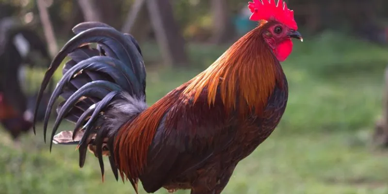 Mẹo chọn gà chiến thắng dựa trên màu mạng gà đá và ngũ hành