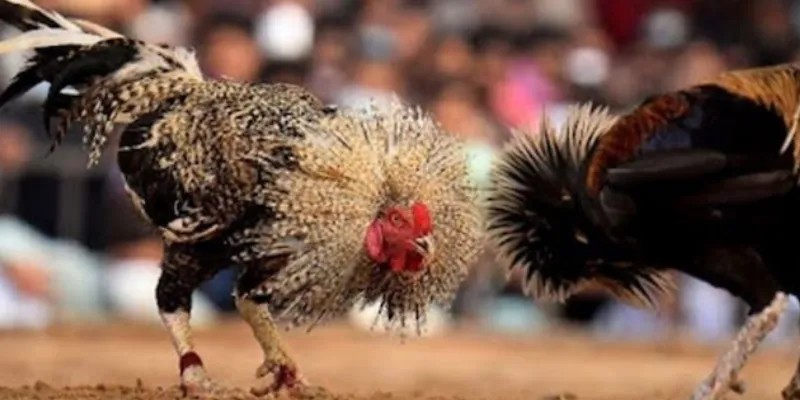 Cách thức cá cược trực tiếp đá gà mạnh tại New88