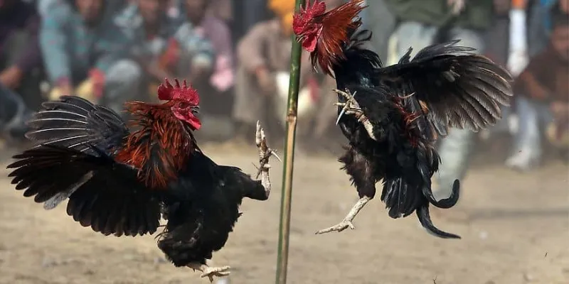 Điều gì làm trực tiếp đá gà Thomo trở nên thú vị?