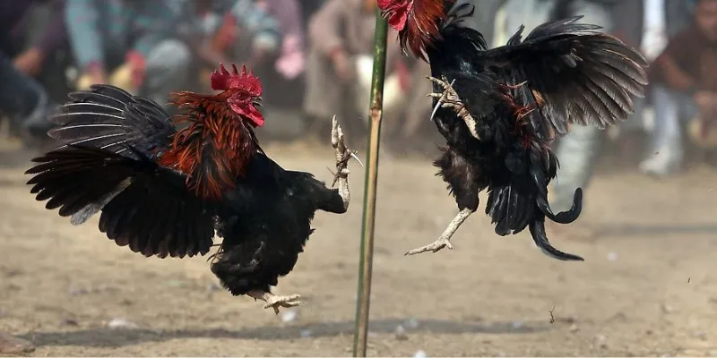 Sức hút đặc biệt của đá gà tre trực tiếp