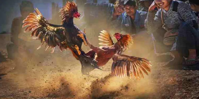 Tìm hiểu các quy tắc cá cược đá gà tre