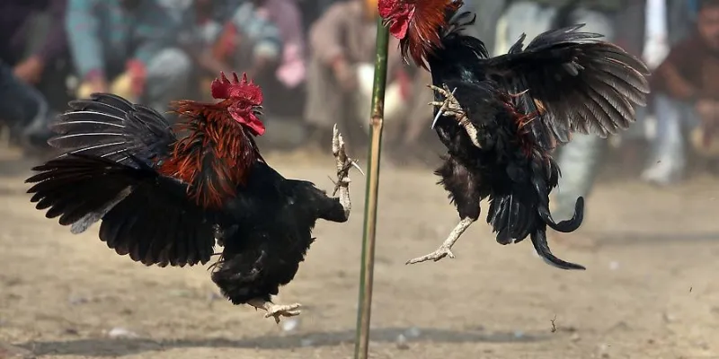Tổng quan về hình thức đá gà cựa dao
