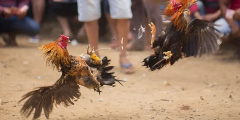 Tìm hiểu về các loại cược đá gà cựa dao phổ biến 