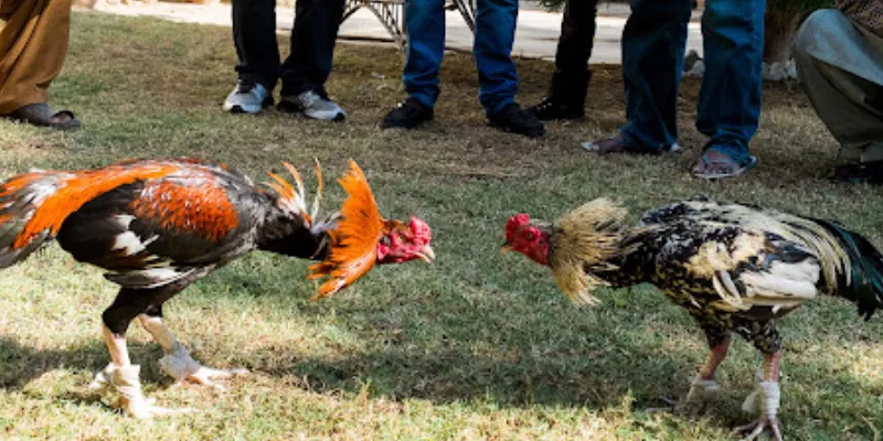 Lợi thế nổi bật khi xem đá gà trực tiếp với bình luận