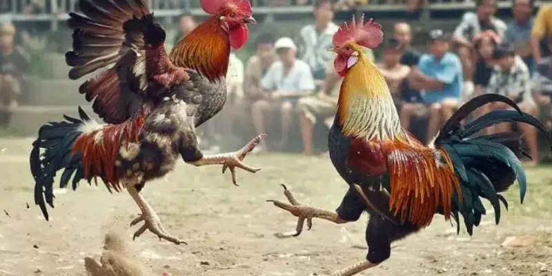 Tổng hợp các trận đá gà trực tiếp bình luận đặc sắc