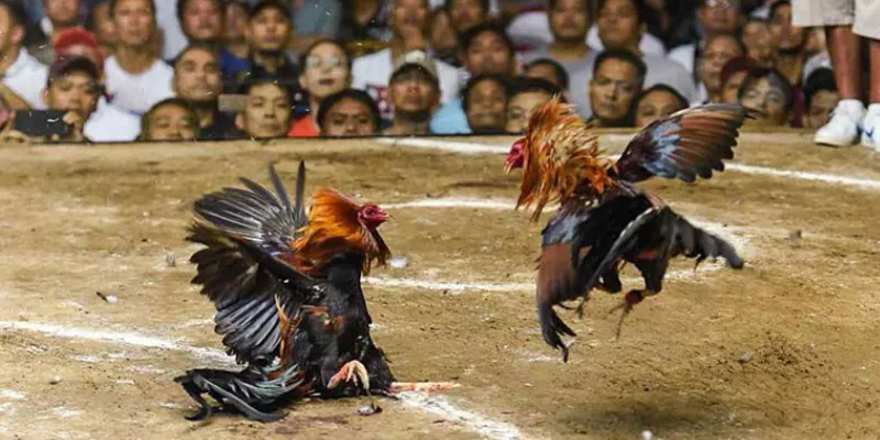 Tại sao đá gà trực tiếp C1 lại hấp dẫn đến vậy?