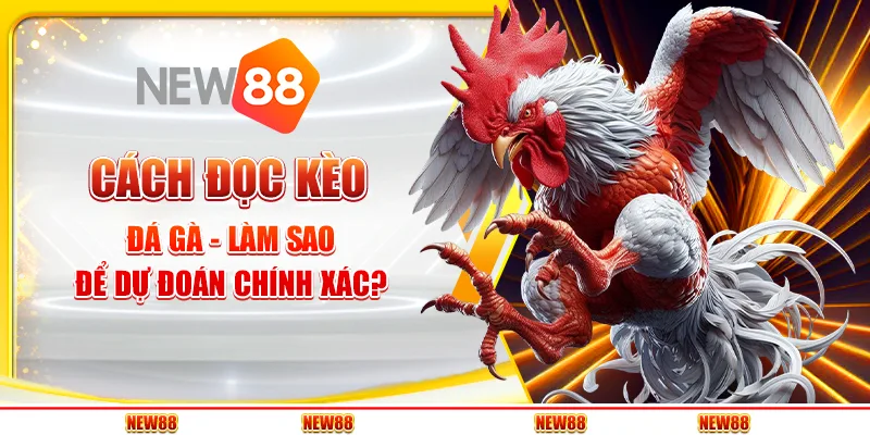 Cách đọc kèo đá gà - Làm sao để dự đoán chính xác?