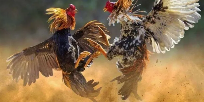 Tại sao việc hiểu kèo đá gà lại cần thiết khi tham gia cá cược?