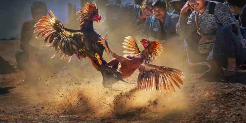 Hướng dẫn chi tiết cách đọc kèo đá gà chính xác