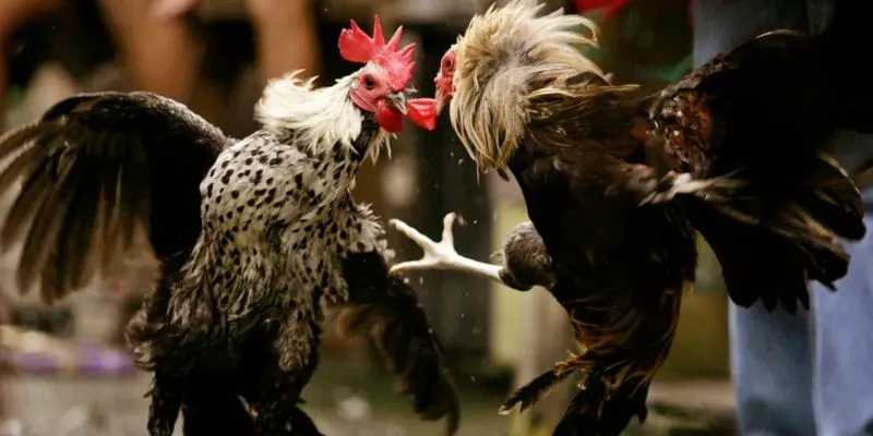 Kiến thức hội viên cần biết về hình thức đá gà Mỹ chiến