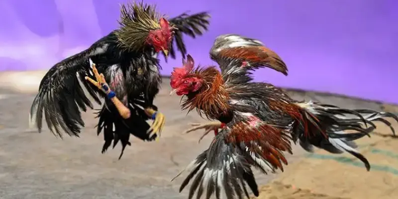 Nhìn chung về đá gà Thomo trực tiếp