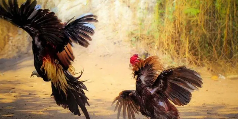 Tìm hiểu các loại cược trong đá gà Thomo trực tiếp