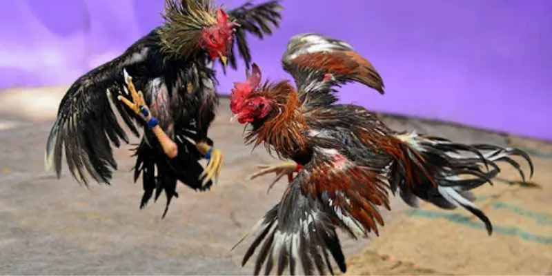 Chi tiết luật chơi đá gà trực tiếp Campuchia từ A đến Z