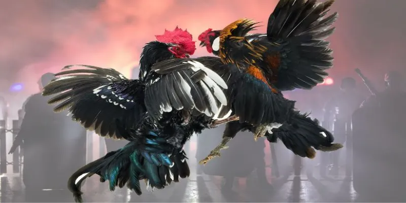 Phân tích các loại kèo thông dụng trong cá cược đá gà