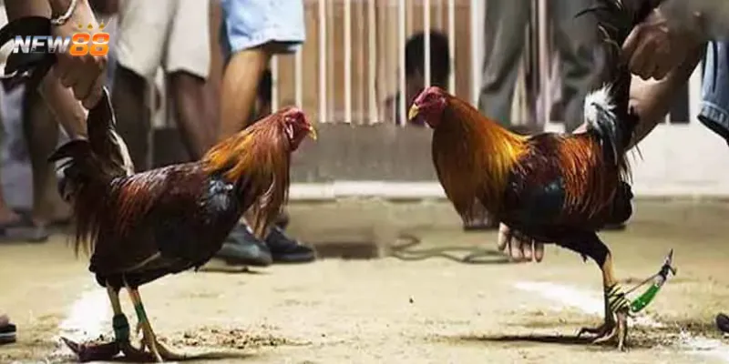 Khám phá hình thức cá cược đá gà cựa sắt Thomo