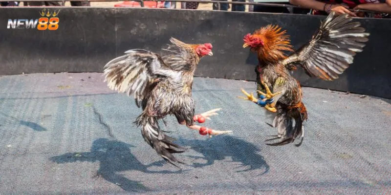 Các đặc điểm nổi bật của đá gà cựa tròn