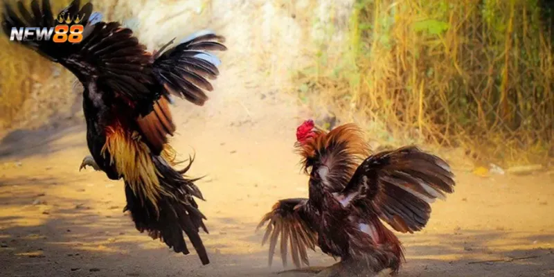 Luật chơi đá gà cựa tròn tại New88 được quy định như thế nào?