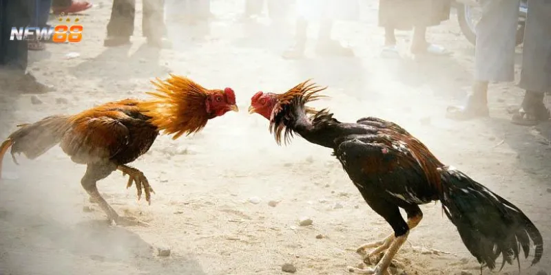 Bí quyết chọn gà chiến khi chơi đá gà cựa tròn