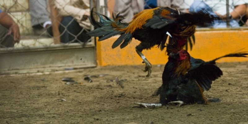 Đá gà Peru khoẻ mạnh