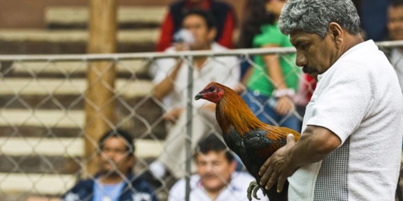 Có thân hình săn chắc