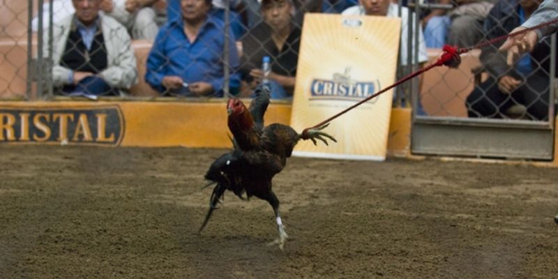 Cách phân biệt giống gà