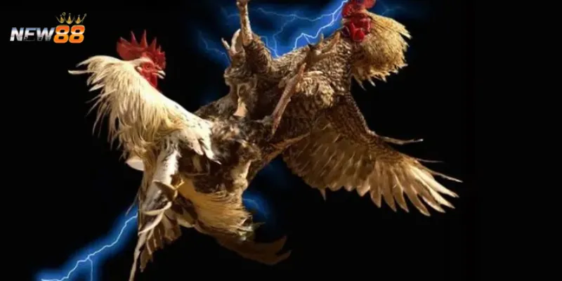 Những hình thức đá gà phổ biến