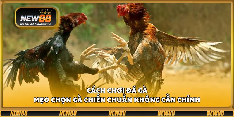 Cách chơi đá gà – Mẹo chọn gà chiến chuẩn không cần chỉnh