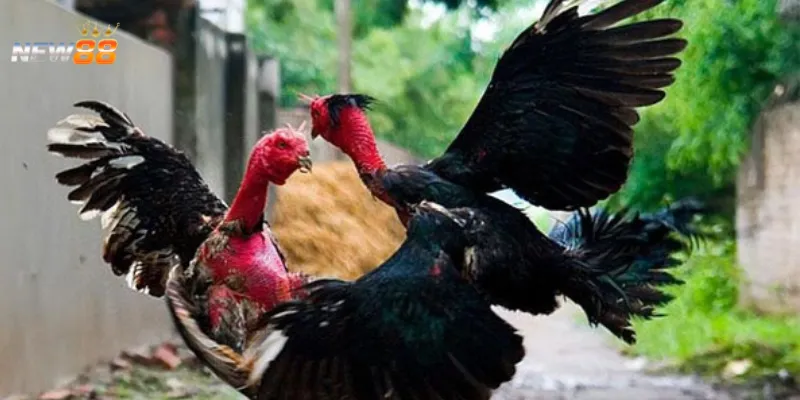 Mách nhỏ những cách chơi đá gà để thắng đậm