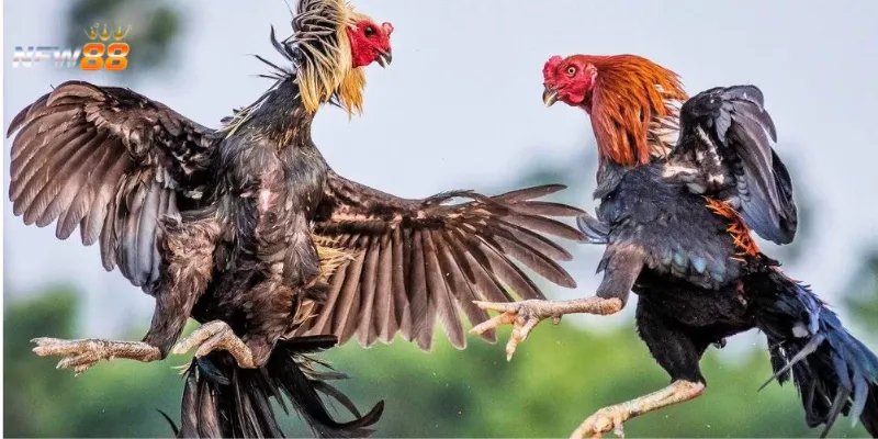 Luật lệ và quy trình thi đấu trong trò đá gà