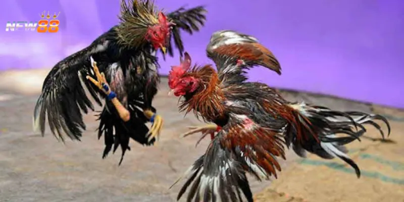 Khái quát chung về hình thức cá cược đá gà