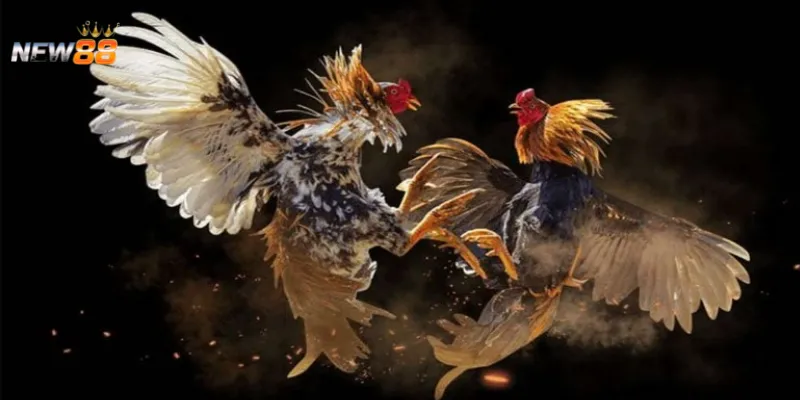 Thế mạnh của việc nhận diện gà khi cá cược