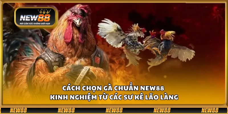 Cách chọn gà chuẩn New88 – Kinh nghiệm từ các sư kê lão làng